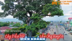 Cây Dầu Đôi Diên Khánh – Biểu Tượng Trăm Năm Gắn Liền Với Vùng Đất Cổ Kính